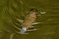 Platypus Ornithorhynchus anatinus sviming in the river.