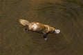 Platypus Ornithorhynchus anatinus sviming in the river.