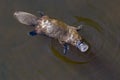 Platypus Ornithorhynchus anatinus sviming in the river.