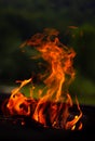 Burning ÃÂampfire wood on brazier Royalty Free Stock Photo