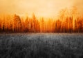 Burning autumn forest during dramatic sunset landscape background