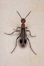 Burning Blister Beetle Royalty Free Stock Photo