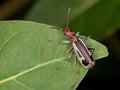 Burning Blister Beetle Royalty Free Stock Photo