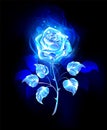 Burning blue rose on black background