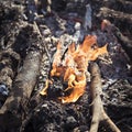 A Burning bonfire close up