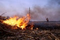 A burning bonfire of corn stalks in the field Royalty Free Stock Photo