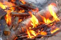 Burning bonfire in forest camping and burning birch in fire, closeup view.