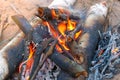 Burning bonfire in forest camping and burning birch in fire, closeup view.