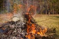 Burning bonfire and gray ashes from dry branches and grass.