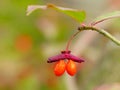 Burning Bush Berries Royalty Free Stock Photo