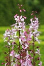 Burning bush Dictamnus albus in blossom