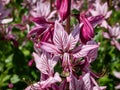 The Burning bush, dittany or fraxinella (Dictamnus albus) flowering with five-petalled flowers in colour from pale