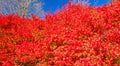 Burning bush and blue sky on sunny day in Fall Royalty Free Stock Photo