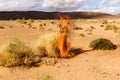 Burning Bush grass in the desert