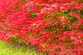 Burning bush and green grass lawn in Fall Royalty Free Stock Photo