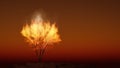 The burning bush religious symbol with space for your content Royalty Free Stock Photo