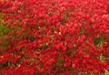 Burning bush shrub