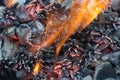 Burning camp fire closeup Royalty Free Stock Photo