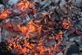 Burning camp fire closeup Royalty Free Stock Photo