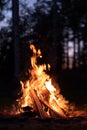 Burning campfire on a dark night in a forest