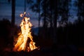 Burning campfire on a dark night in a forest