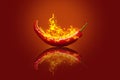 Burning chili pepper on red with reflection Royalty Free Stock Photo