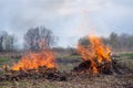 Burning corn stalks in the garden Royalty Free Stock Photo