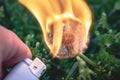 Burning dandelion flower from the fire of the lighter in the forest, close up.