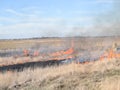 Burning dry grass and reeds Royalty Free Stock Photo