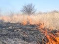 Burning dry grass and reeds Royalty Free Stock Photo