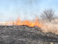Burning dry grass and reeds Royalty Free Stock Photo
