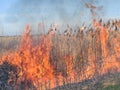 Burning dry grass and reeds Royalty Free Stock Photo