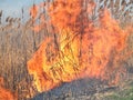 Burning dry grass and reeds Royalty Free Stock Photo