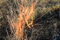 Burning dry grass and reeds. Cleaning the fields and ditches of the thickets of dry grass Royalty Free Stock Photo