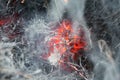 Burning dry grass in smoke and fire. Nature and ecology danger concept. Macro shot. Royalty Free Stock Photo