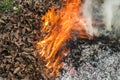 Burning dry leaves Royalty Free Stock Photo