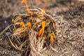 Burning dry spring grass Royalty Free Stock Photo