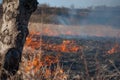 Burning field, old dry grass on fire at spring