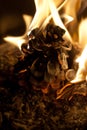 Burning fir cone Royalty Free Stock Photo