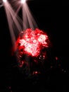 Burning fire on black coal natural beautiful Royalty Free Stock Photo