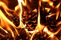 Burning fire from pine cones in the forest. Detail of flames Royalty Free Stock Photo
