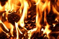 Burning fire from pine cones in the forest. Detail of flames Royalty Free Stock Photo