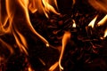 Burning fire from pine cones in the forest. Detail of flames Royalty Free Stock Photo