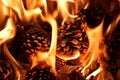 Burning fire from pine cones in the forest. Detail of flames Royalty Free Stock Photo