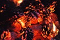 Burning fire from pine cones in the forest. Detail of flames Royalty Free Stock Photo