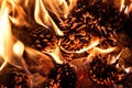 Burning fire from pine cones in the forest. Detail of flames Royalty Free Stock Photo