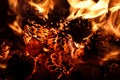 Burning fire from pine cones in the forest. Detail of flames Royalty Free Stock Photo