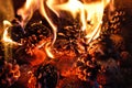 Burning fire from pine cones in the forest. Detail of flames Royalty Free Stock Photo
