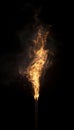 Burning Flames Isolated on Black Background. Torch with Real Flames, Fire Texture for Design Royalty Free Stock Photo