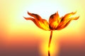 Burning flower Royalty Free Stock Photo